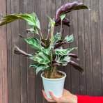  Kalatea (Calathea) ´FUSION WHITE´ - výška 30-40 cm, kont. C1,5L